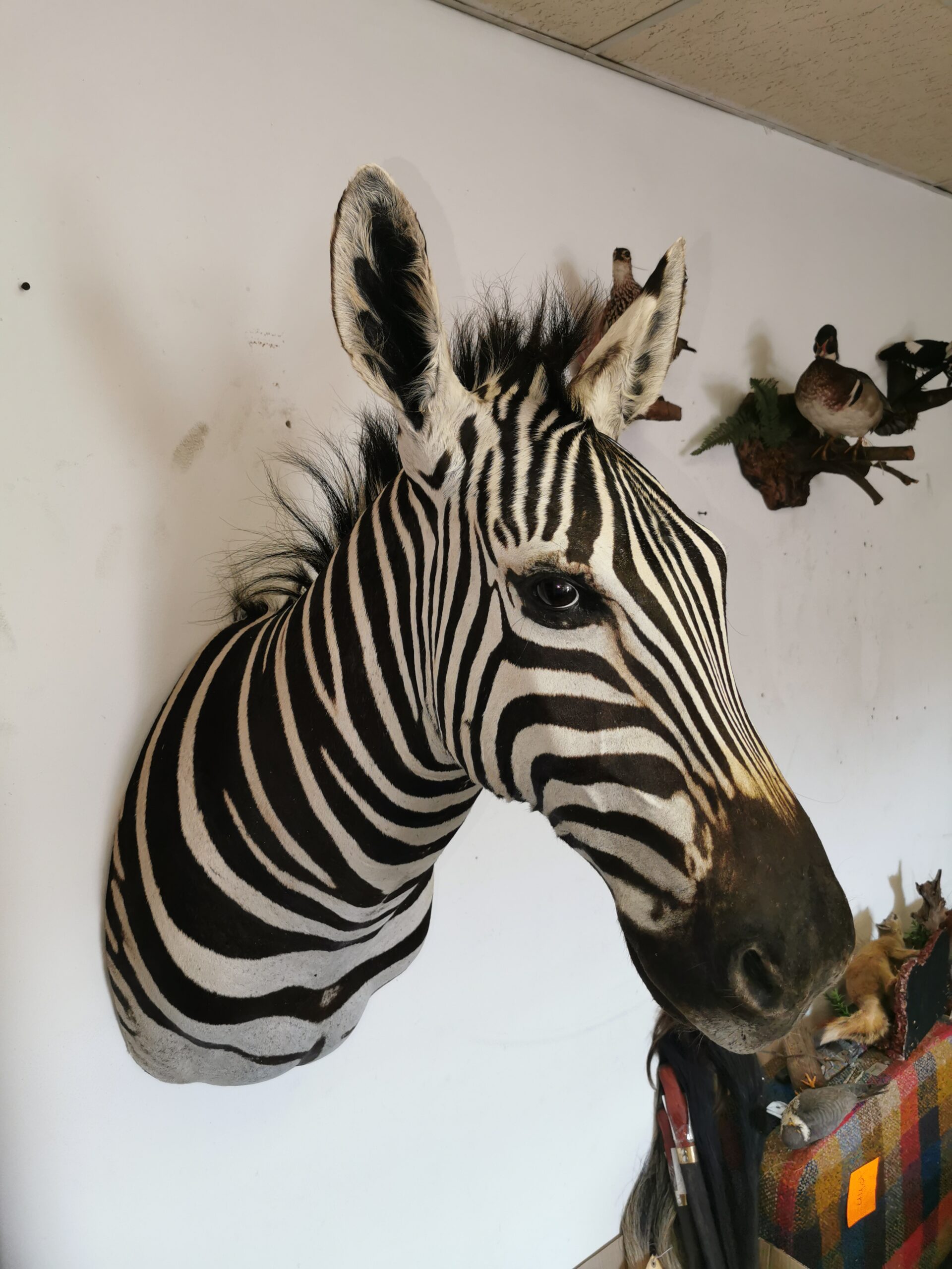 Zebra Shoulder Mount 004 - Image 4