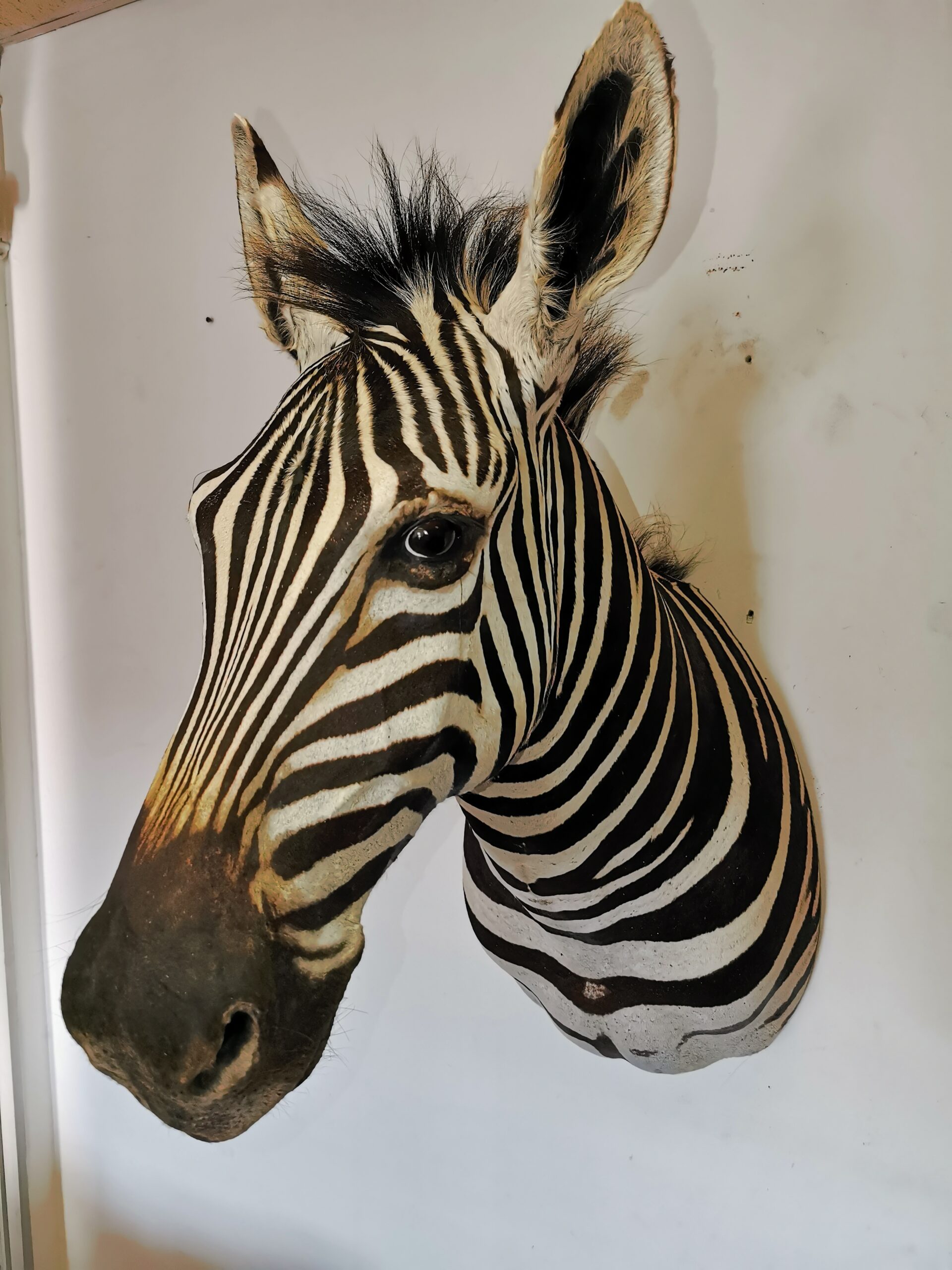 Zebra Shoulder Mount 004