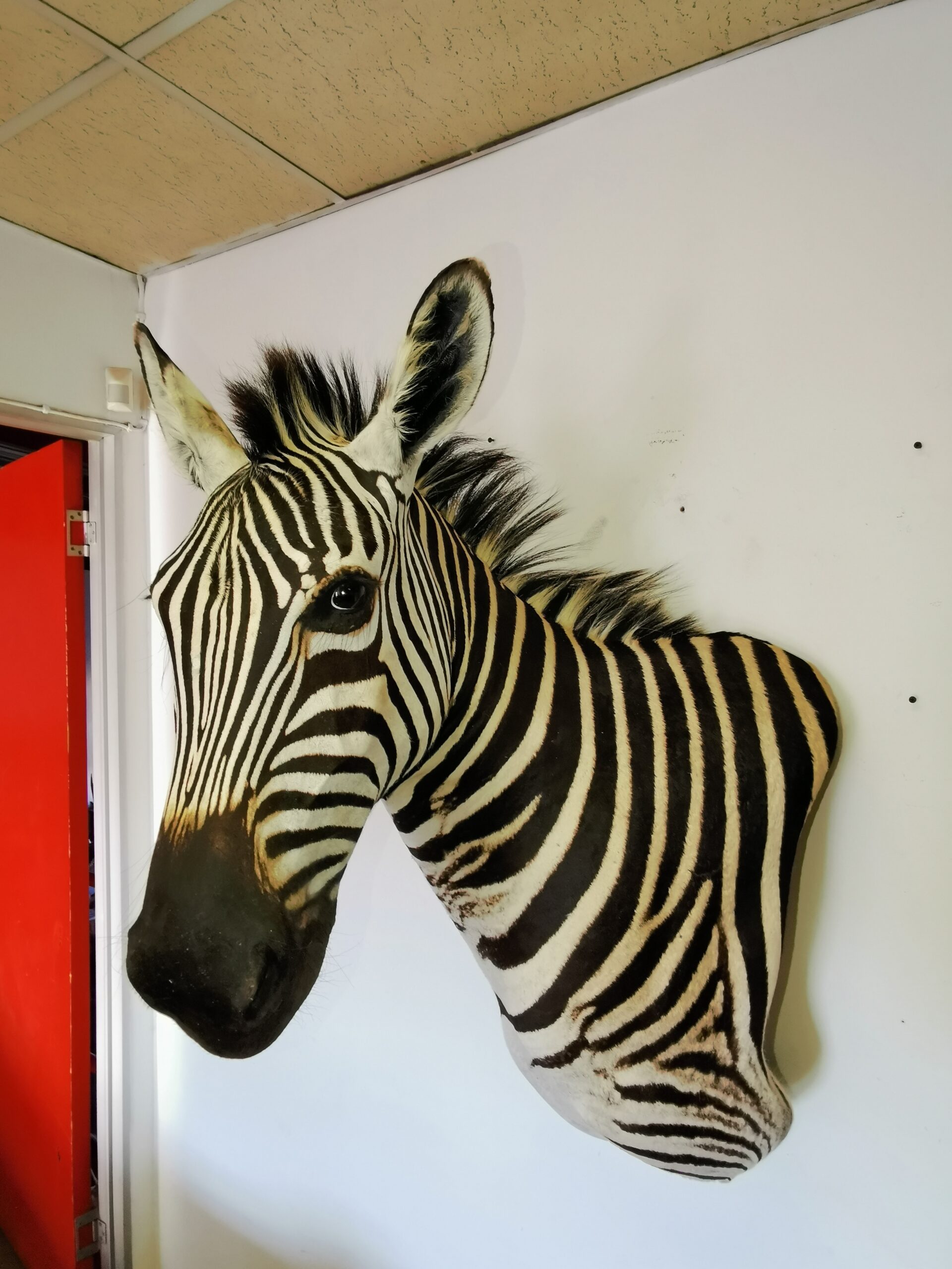 Zebra Shoulder Mount 005 - Image 3