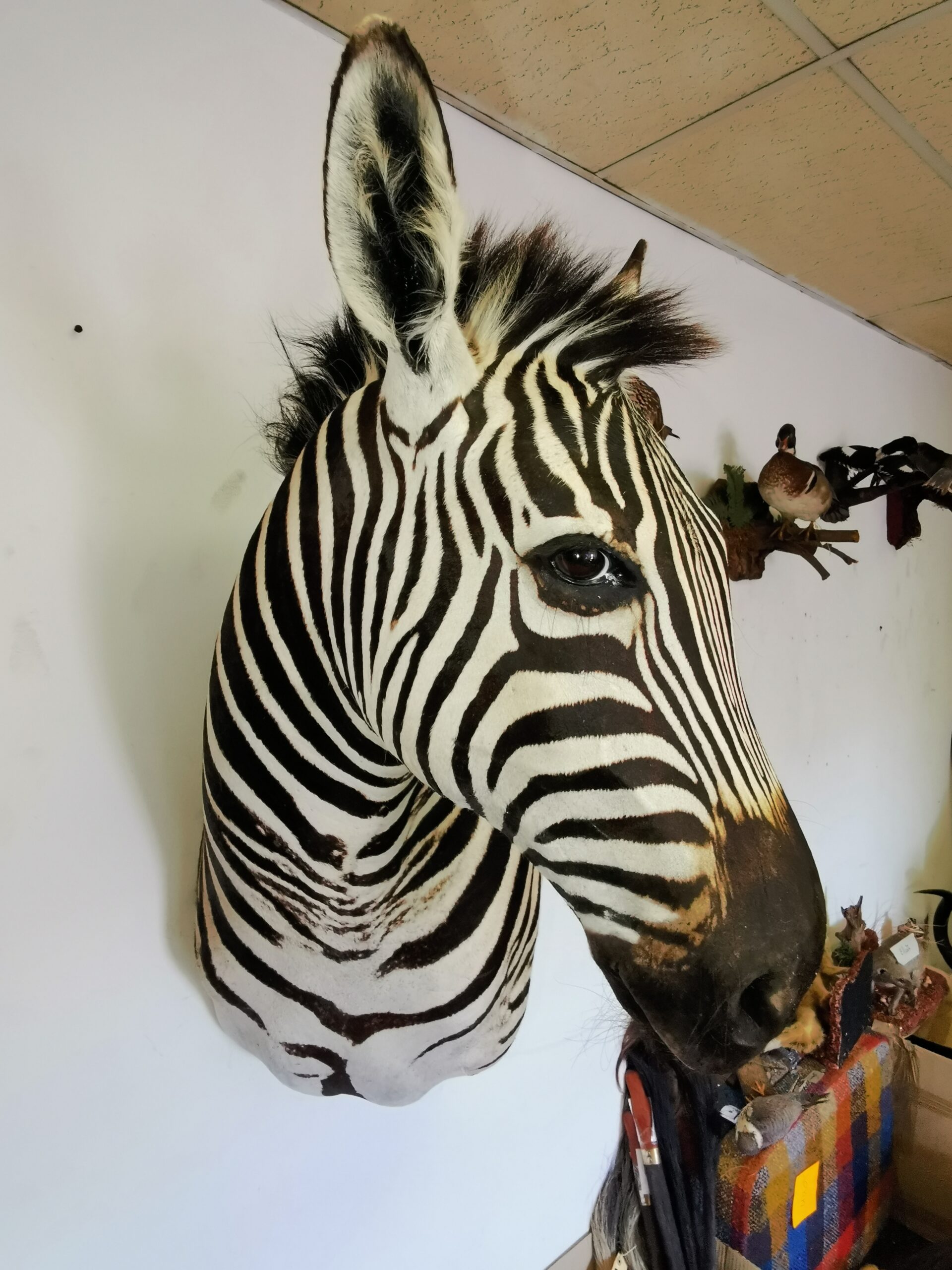 Zebra Shoulder Mount 005 - Image 4