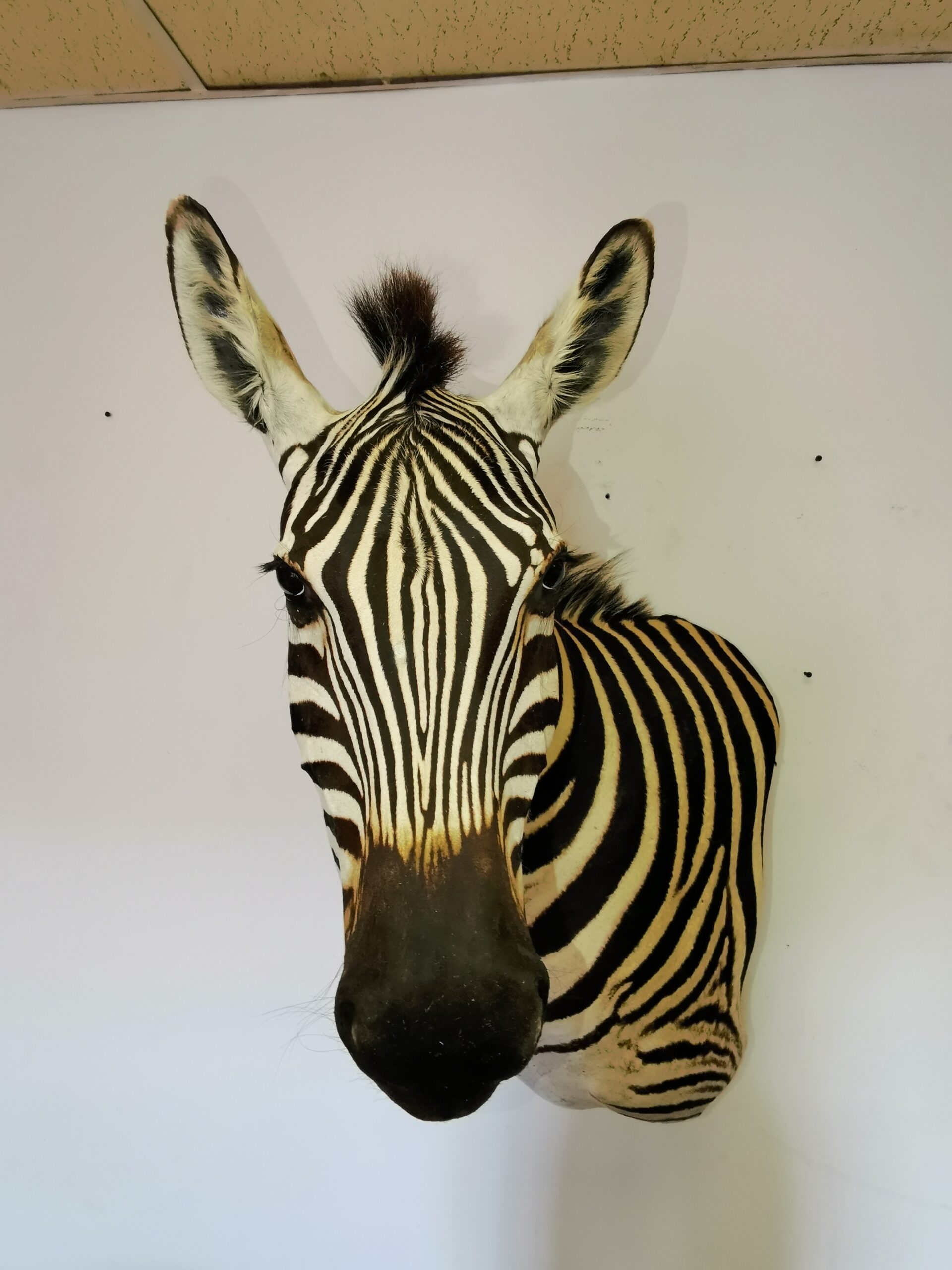 Zebra Shoulder Mount 005