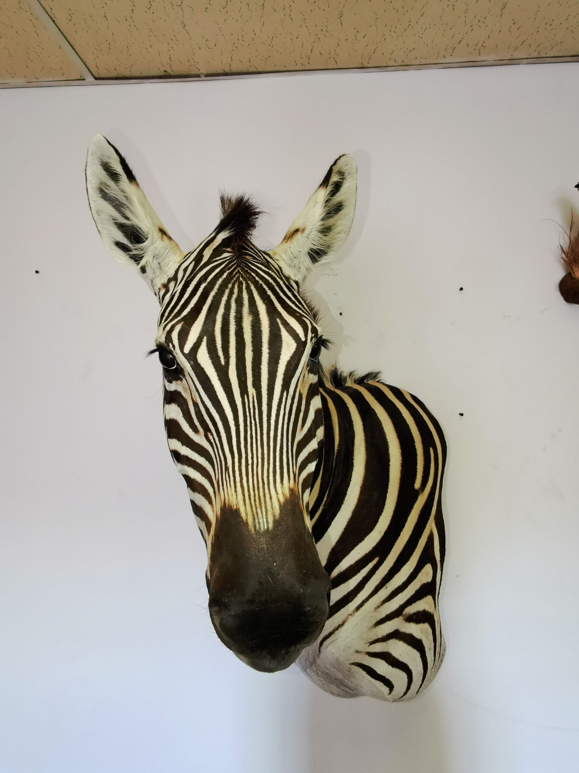 Zebra Shoulder Mount 006 - Image 2