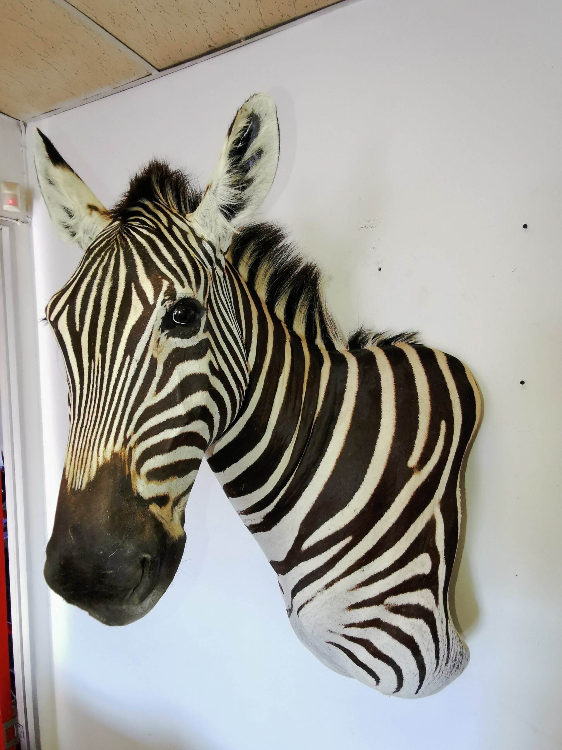 Zebra Shoulder Mount 006 - Image 3