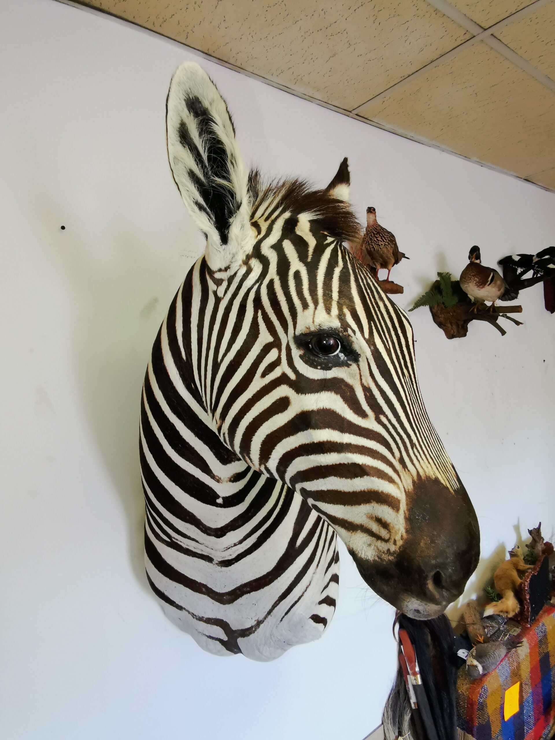Zebra Shoulder Mount 006 - Image 4