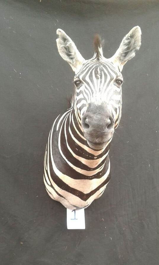 Zebra Shoulder Mount 1 - Image 2