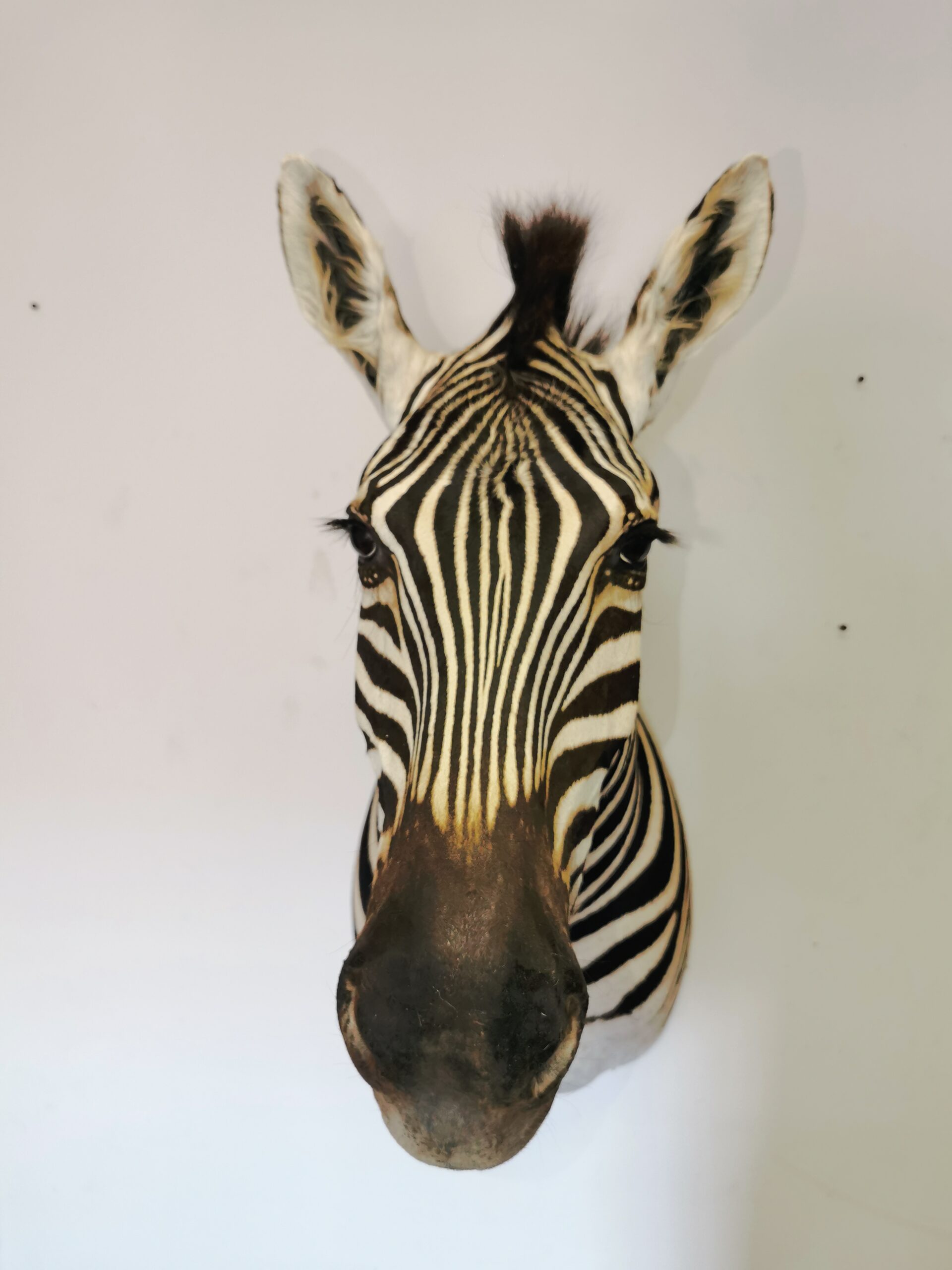 Zebra Shoulder Mount 001 - Image 2