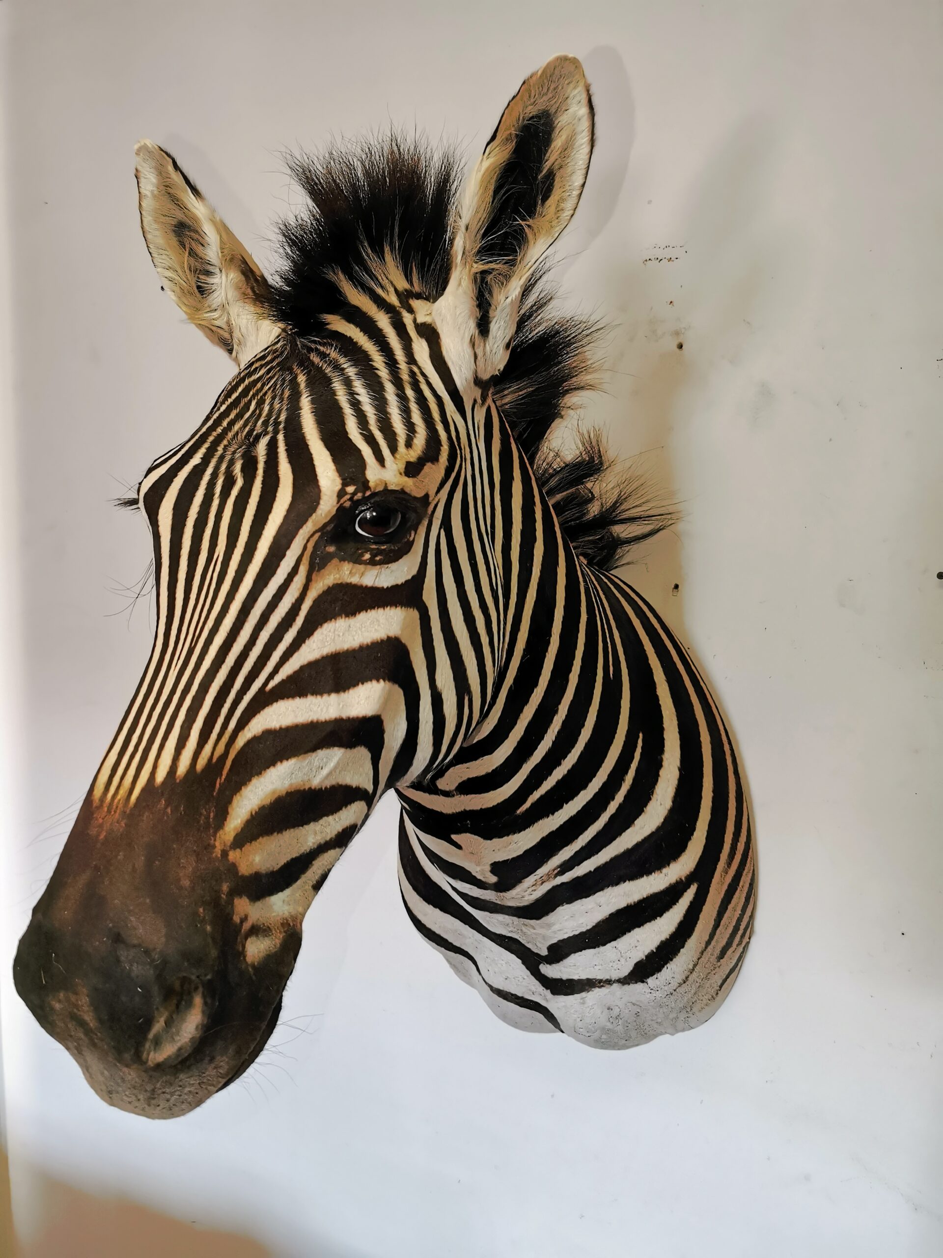 Zebra Shoulder Mount 001 - Image 3