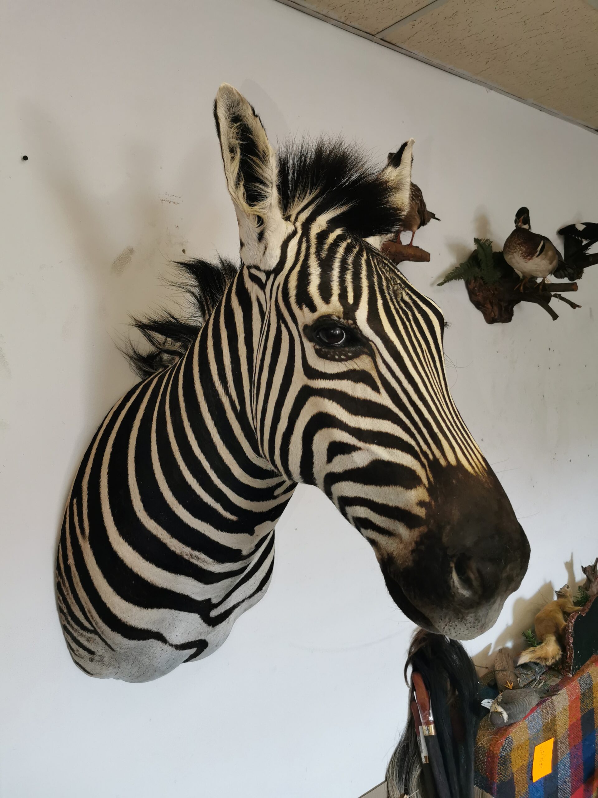 Zebra Shoulder Mount 001 - Image 4