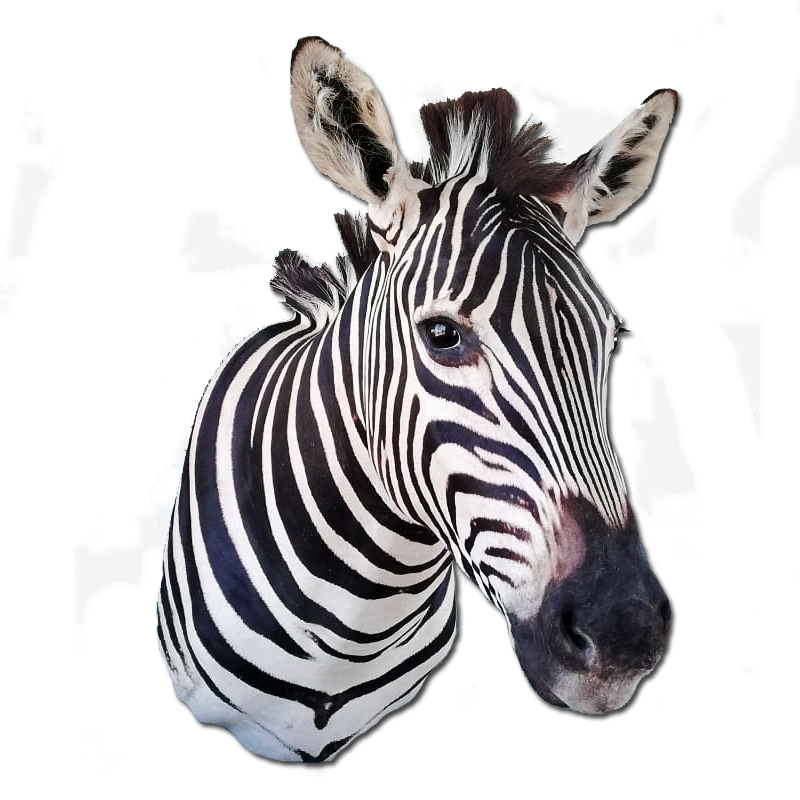 Zebra Shoulder Mount - ZSM103 - Image 2