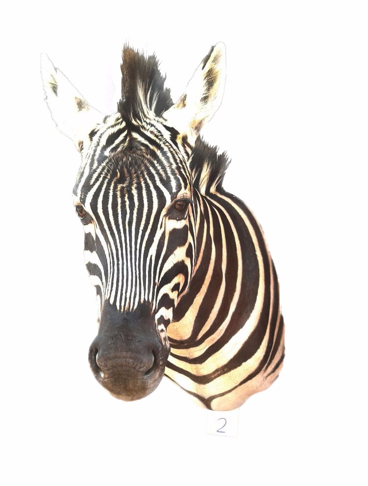Zebra Shoulder Mount 2B - Image 2
