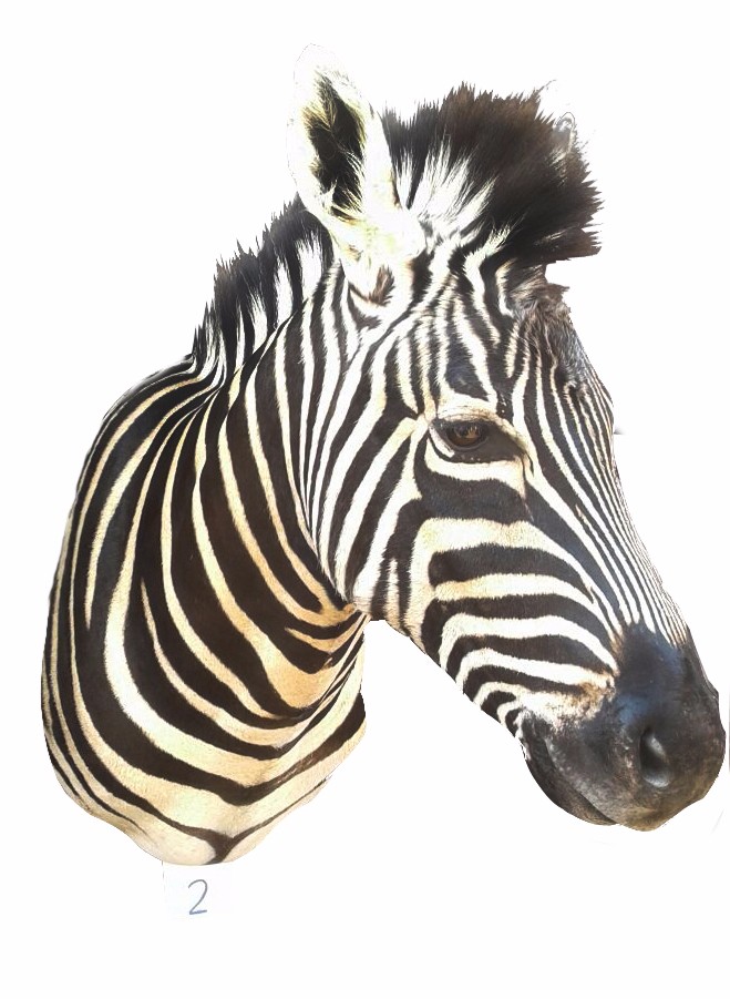 Zebra Shoulder Mount 2B - Image 3