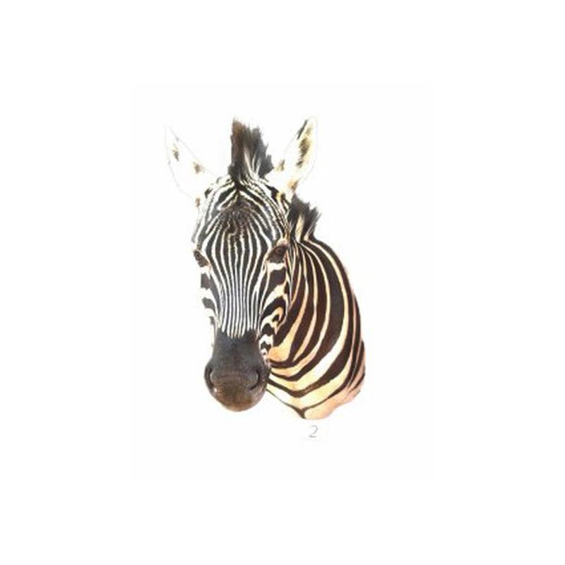 Zebra Shoulder Mount 2B