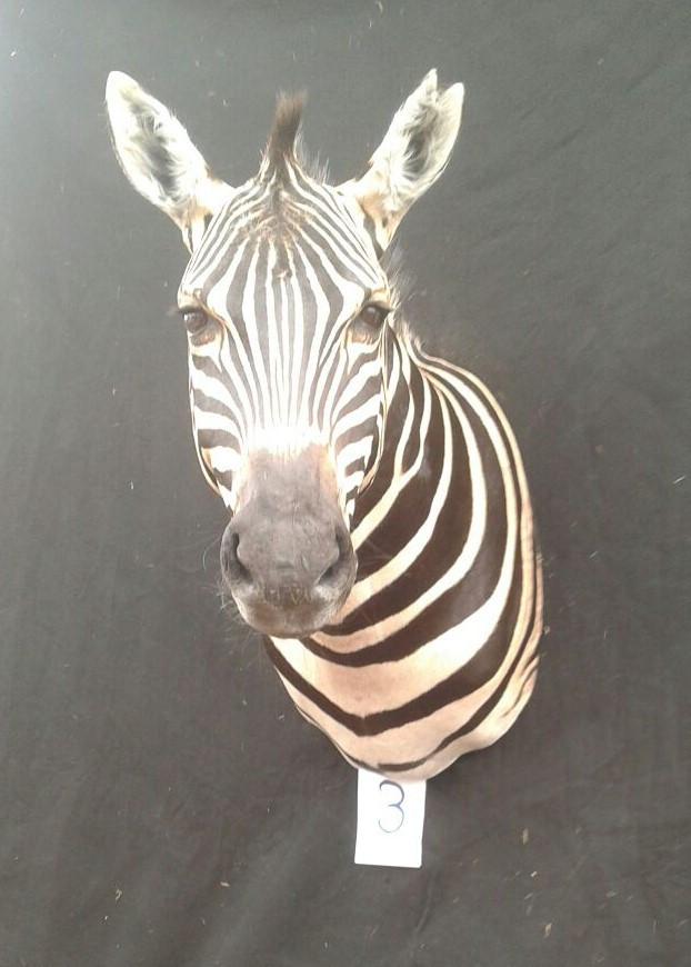 Zebra Shoulder Mount 3 - ZSM_03 - Image 2