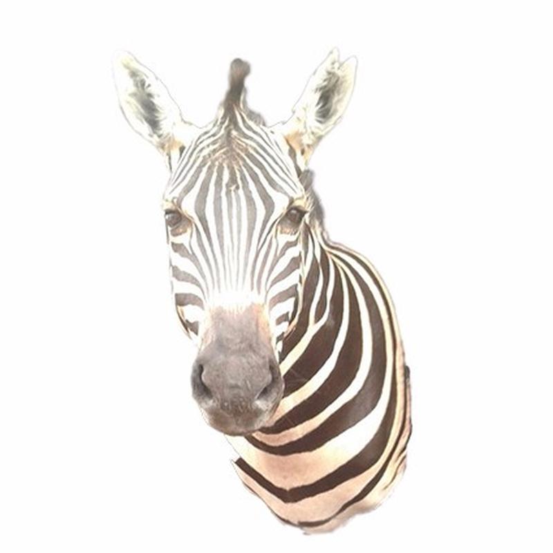 Zebra Shoulder Mount 3 - ZSM_03