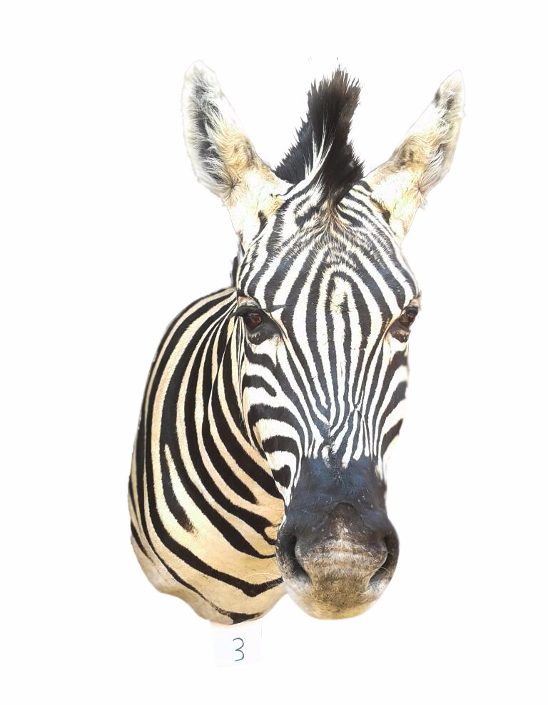Zebra Shoulder Mount 3B - Image 2