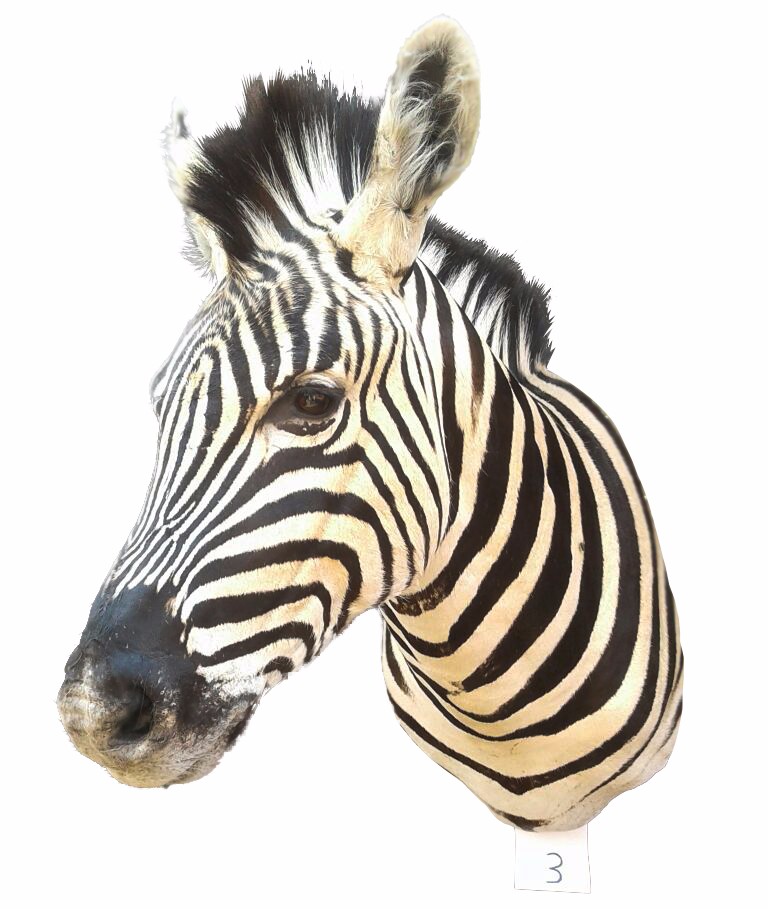 Zebra Shoulder Mount 3B - Image 3