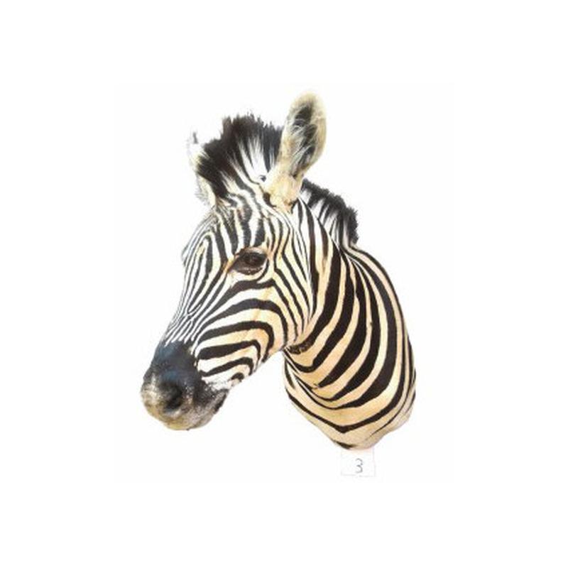 Zebra Shoulder Mount 3B