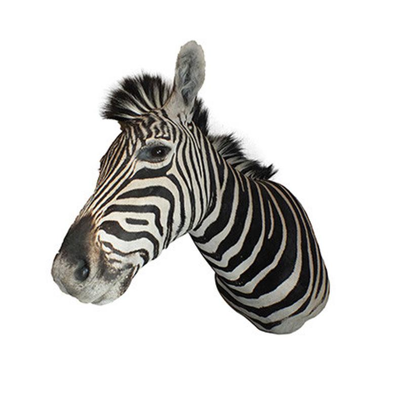 Zebra Shoulder Mount 5B - Image 3