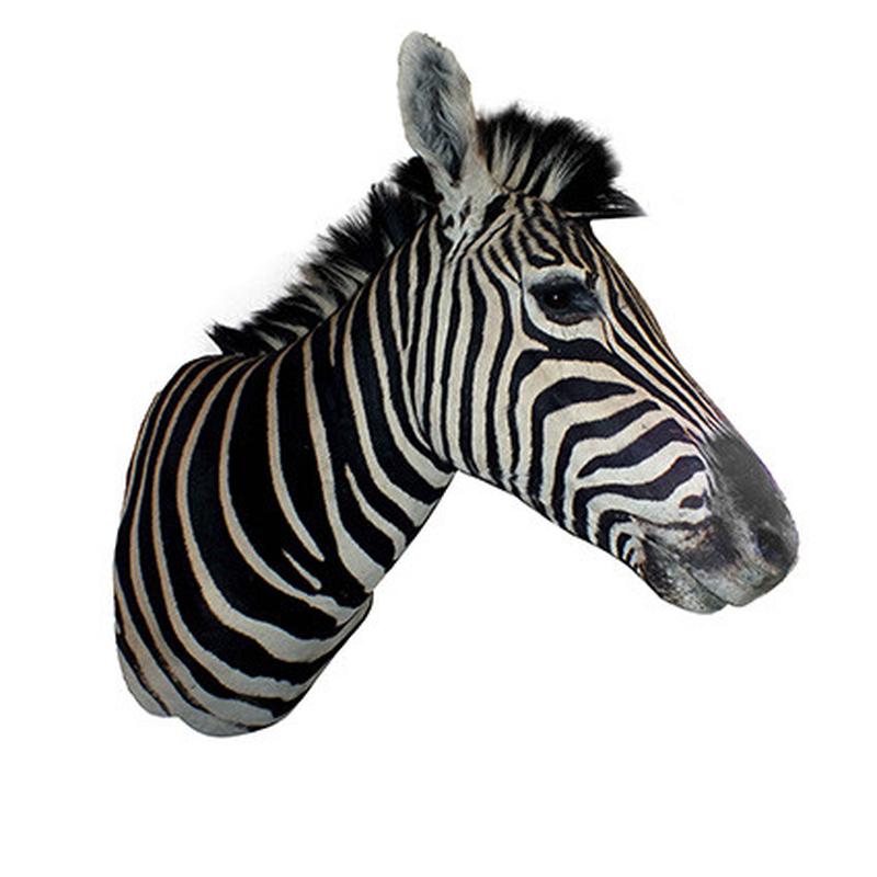 Zebra Shoulder Mount 5B - Image 4