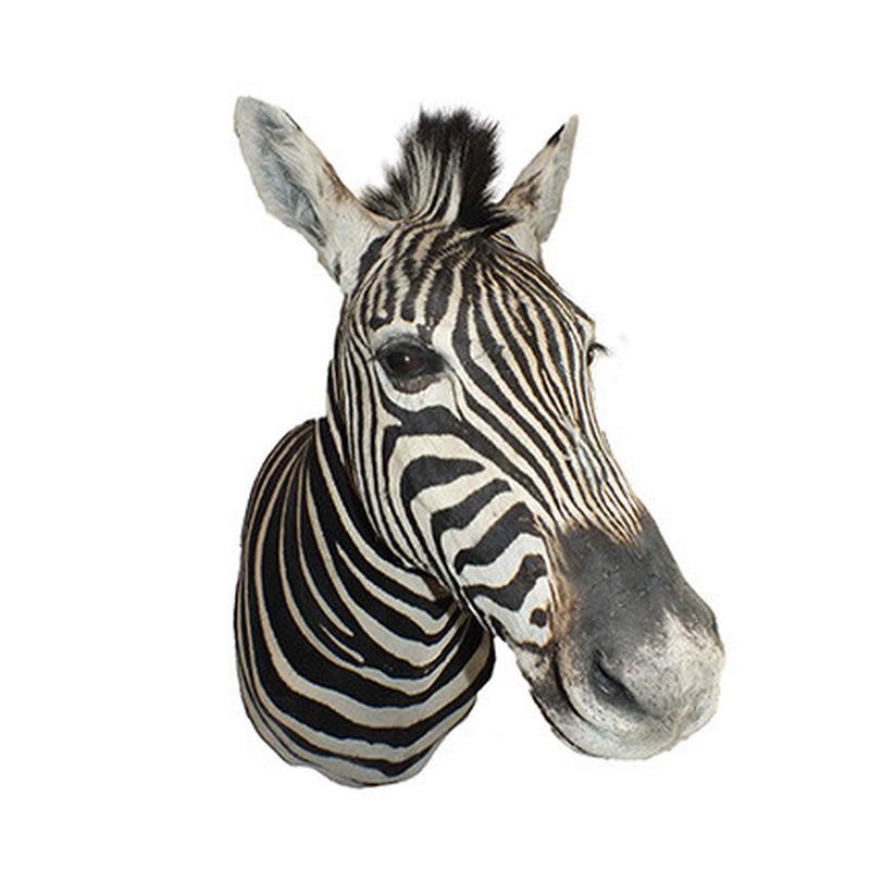 Zebra Shoulder Mount 5B - Image 5