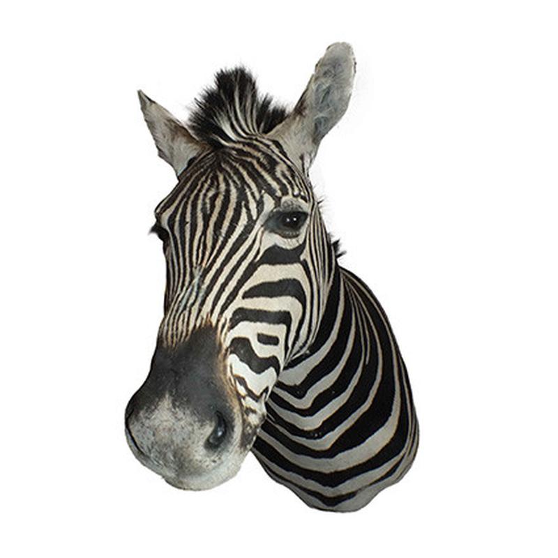 Zebra Shoulder Mount 5B