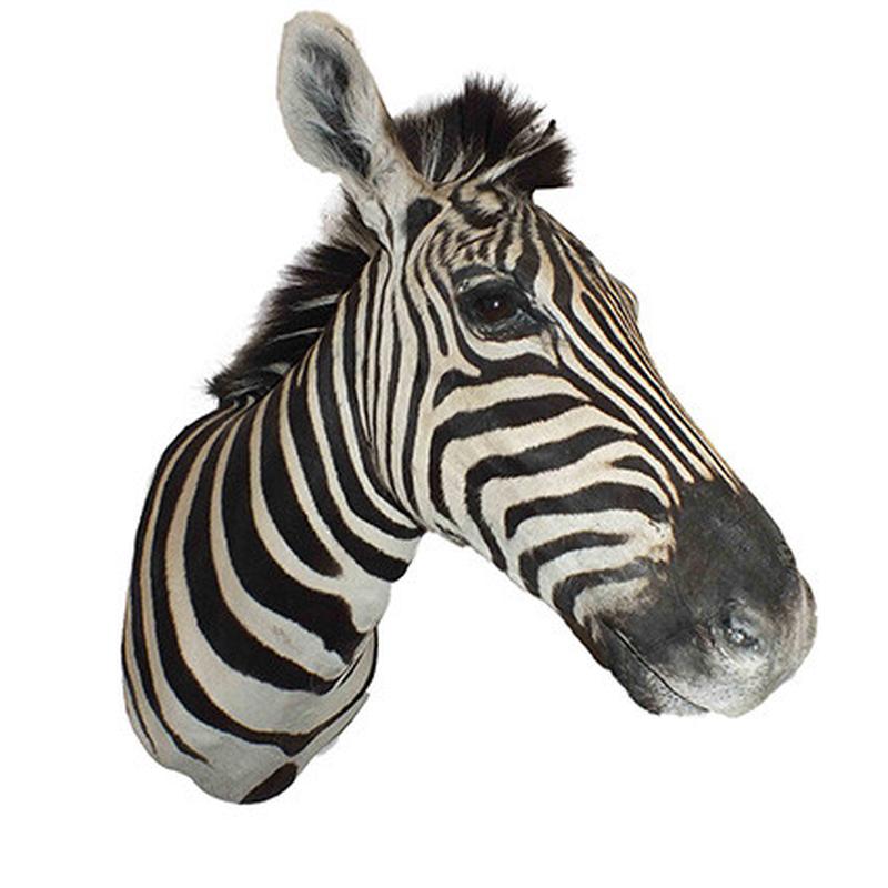 Zebra Shoulder Mount 6B - Image 3
