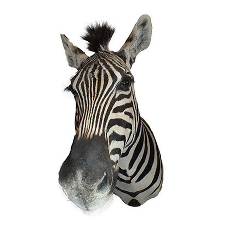 Zebra Shoulder Mount 6B - Image 4