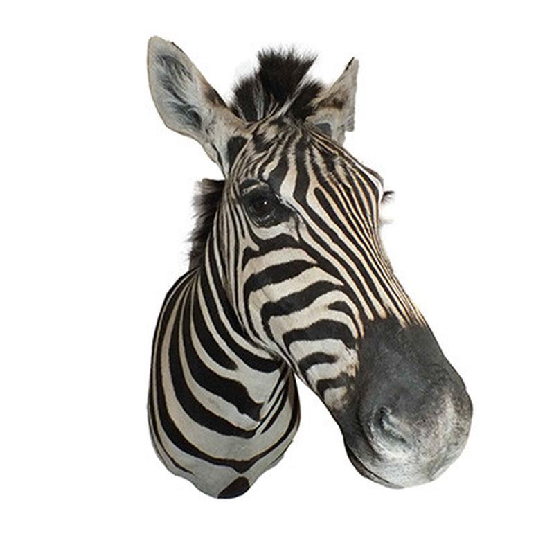 Zebra Shoulder Mount 6B - Image 5