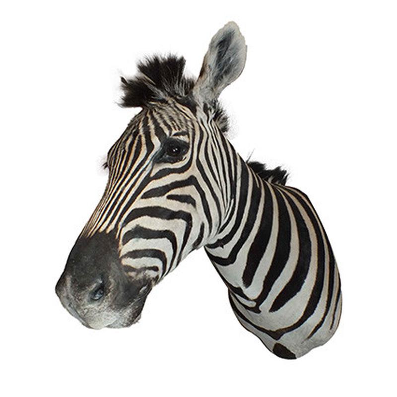Zebra Shoulder Mount 6B