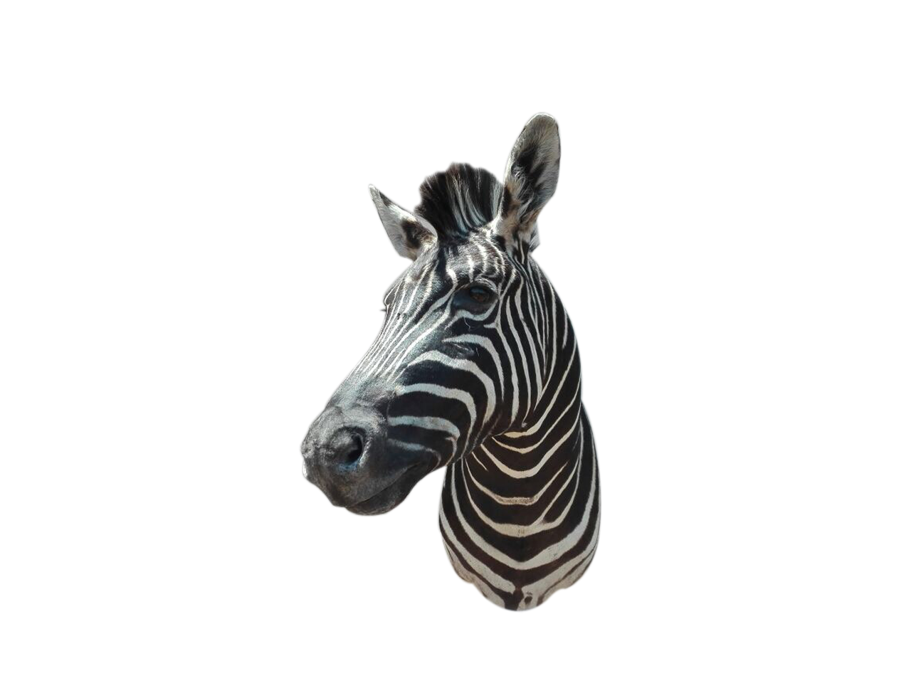 Zebra Shoulder Mount A1 - Image 2