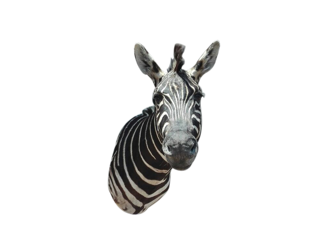 Zebra Shoulder Mount A1 - Image 3