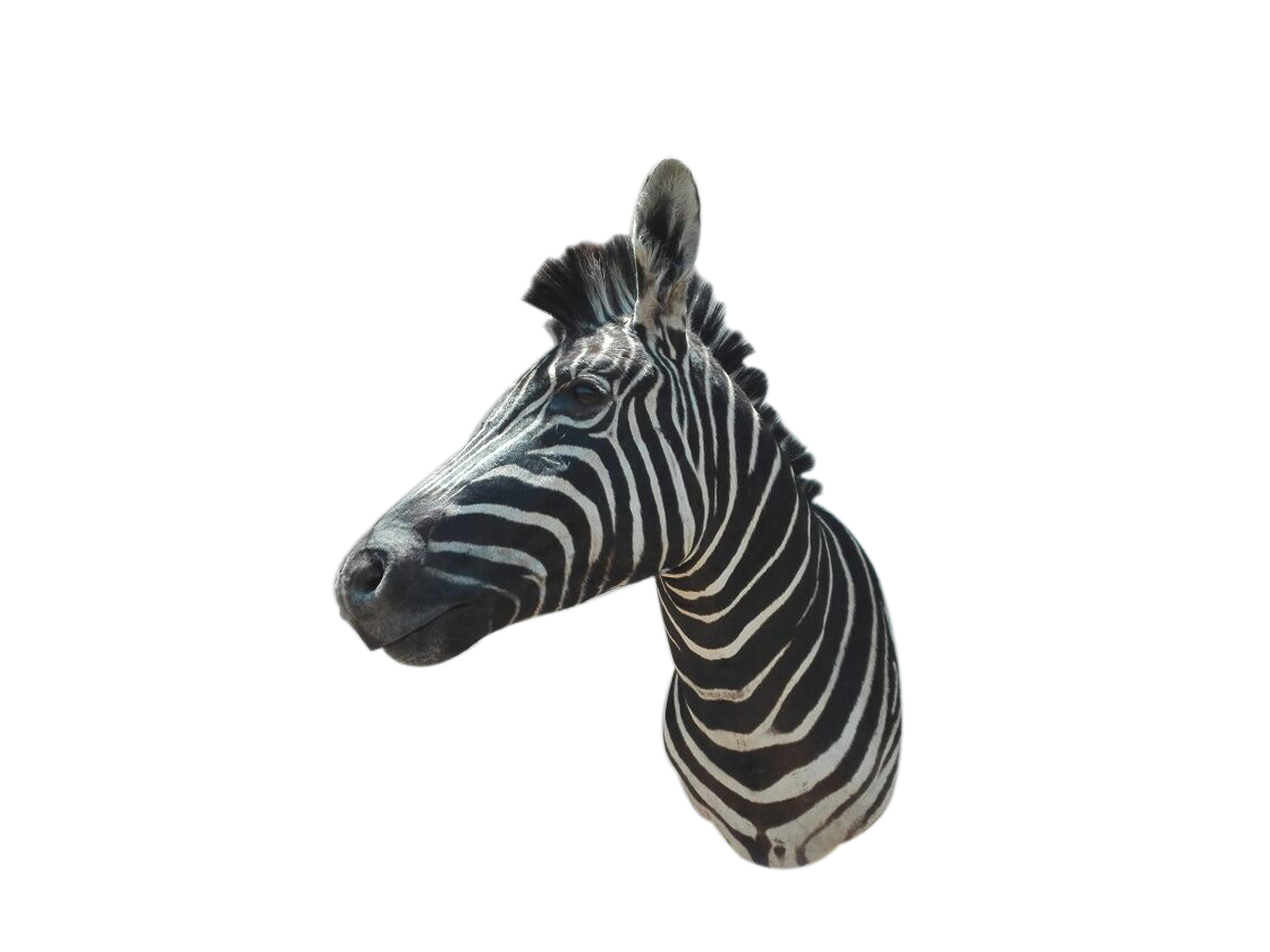 Zebra Shoulder Mount A1
