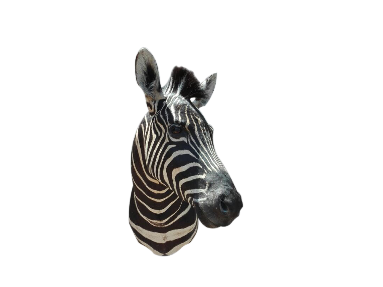 Zebra Shoulder Mount A2 - Image 2