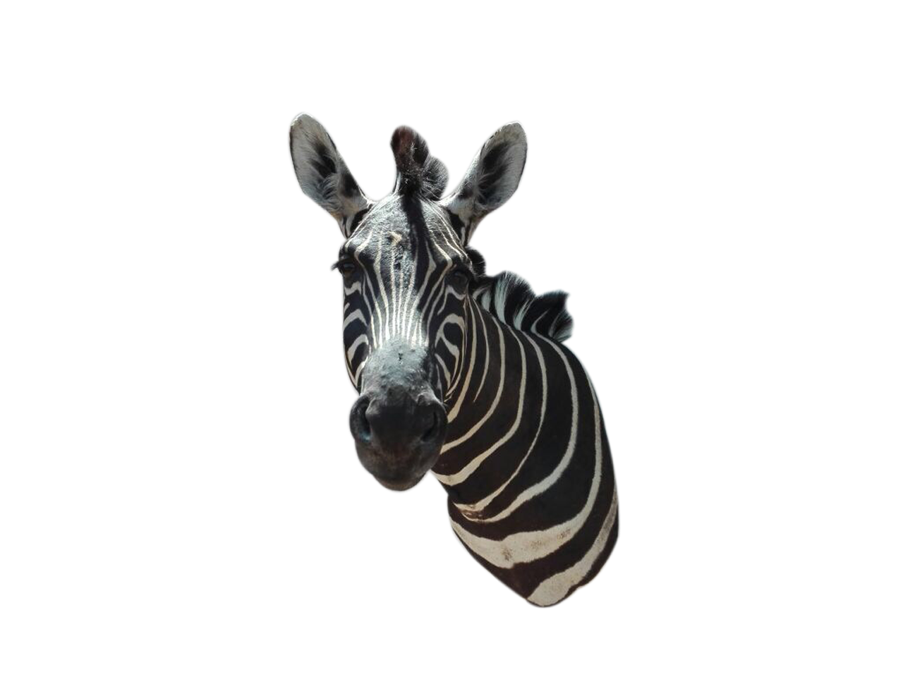 Zebra Shoulder Mount A2 - Image 3