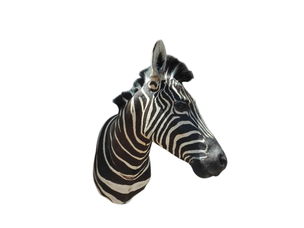 Zebra Shoulder Mount A2