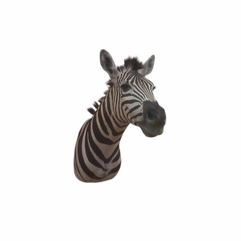 Zebra Shoulder Mount - A3