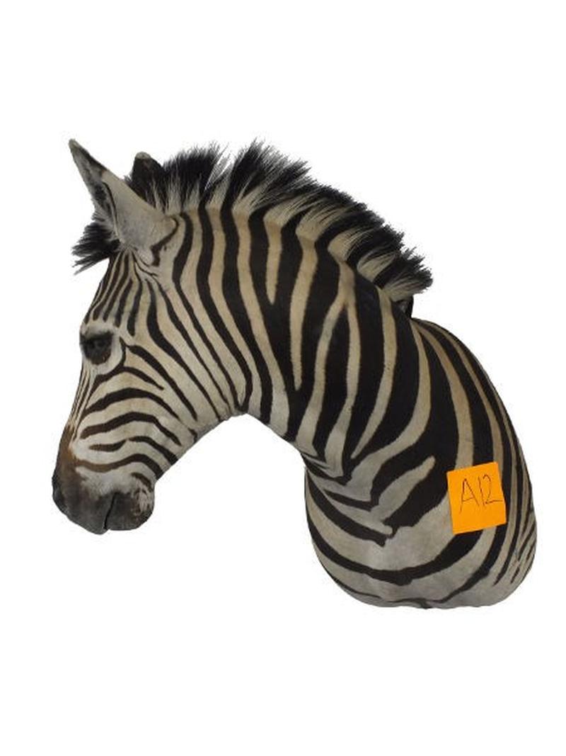 Zebra Shoulder Mount For Sale A12 - Image 2