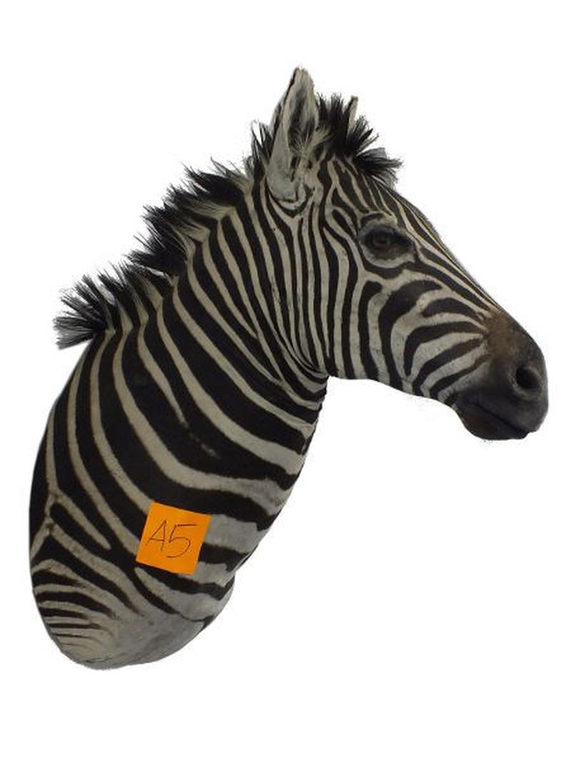 Zebra Shoulder Mount For Sale A5 - Image 2