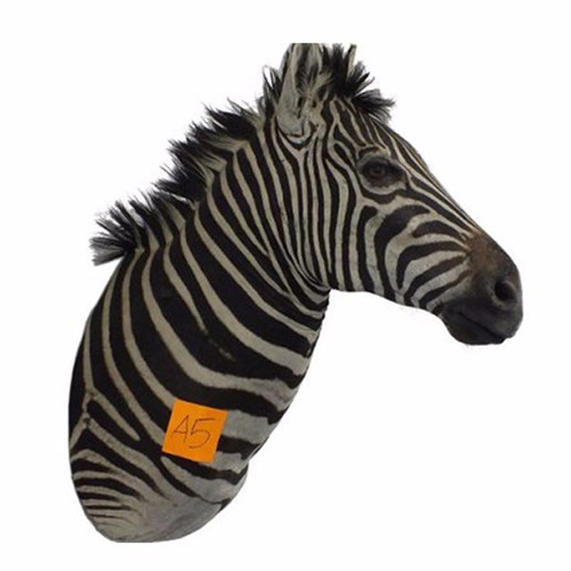 Zebra Shoulder Mount For Sale A5