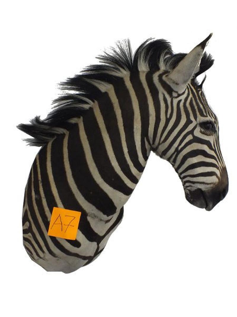 Zebra Shoulder Mount For Sale A7 - Image 2
