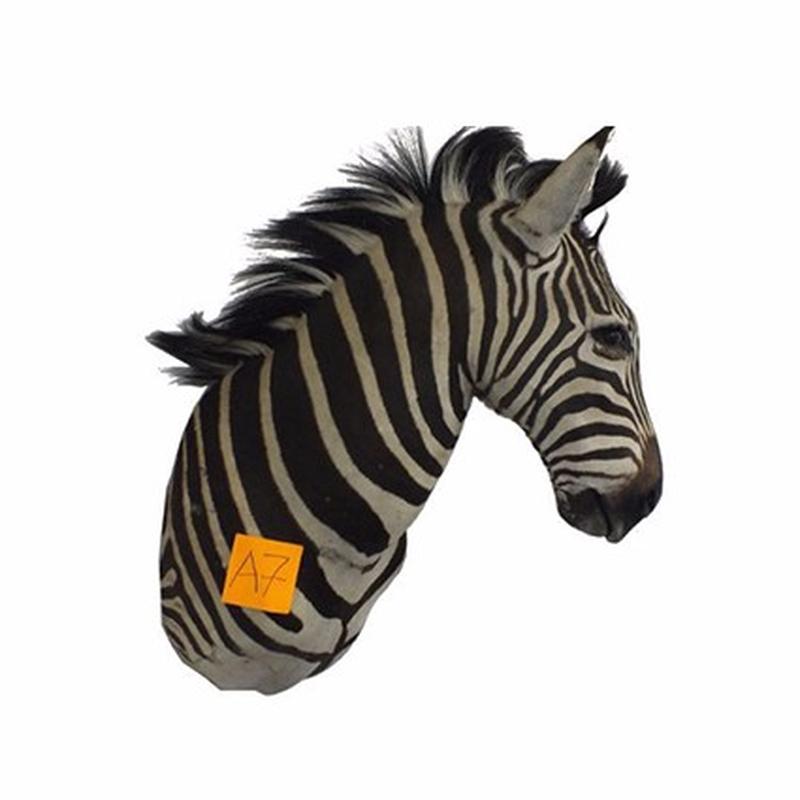 Zebra Shoulder Mount For Sale A7