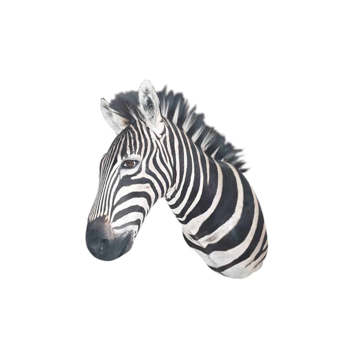 ZEBRA SHOULDER MOUNT HJ87