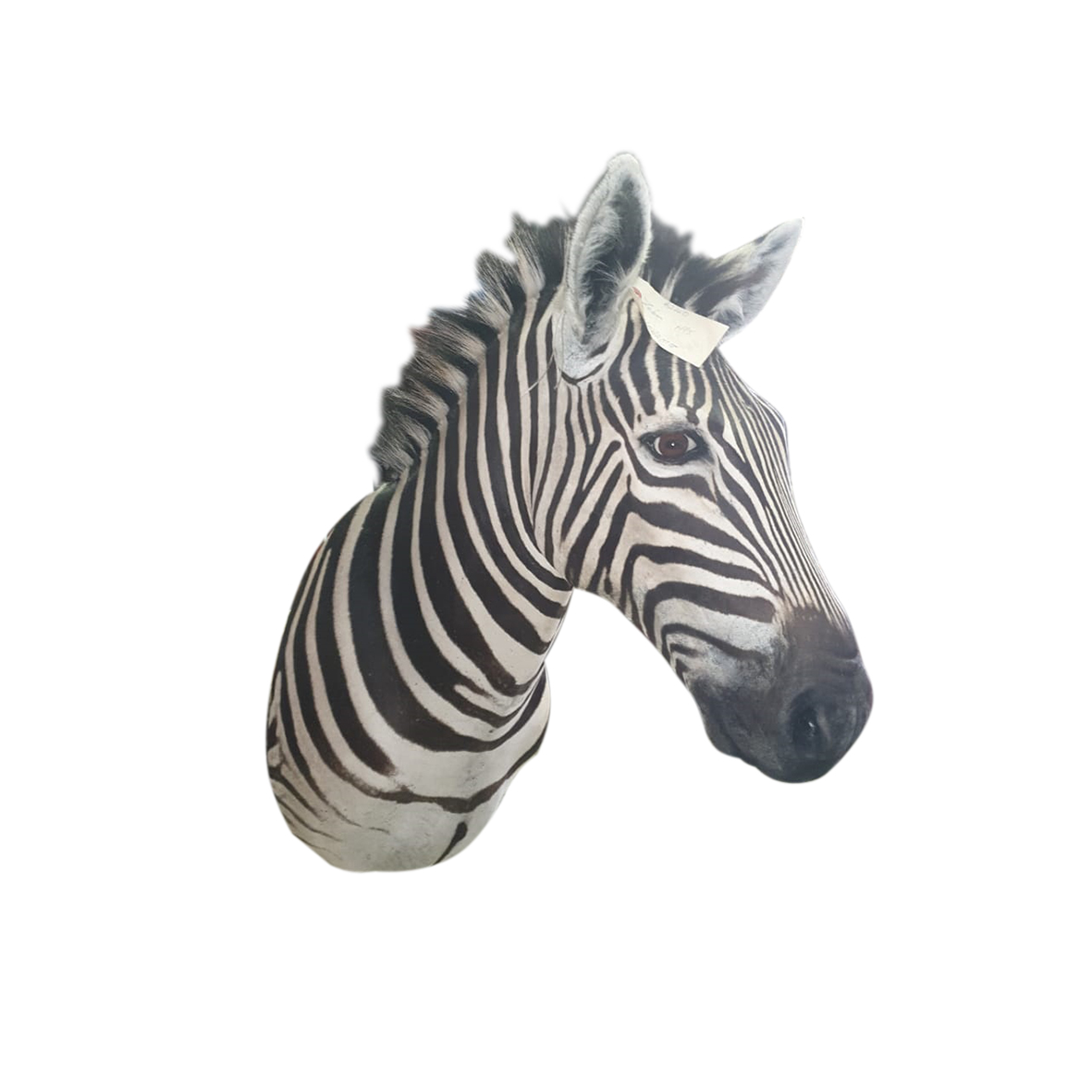 ZEBRA SHOULDER MOUNT HJ88