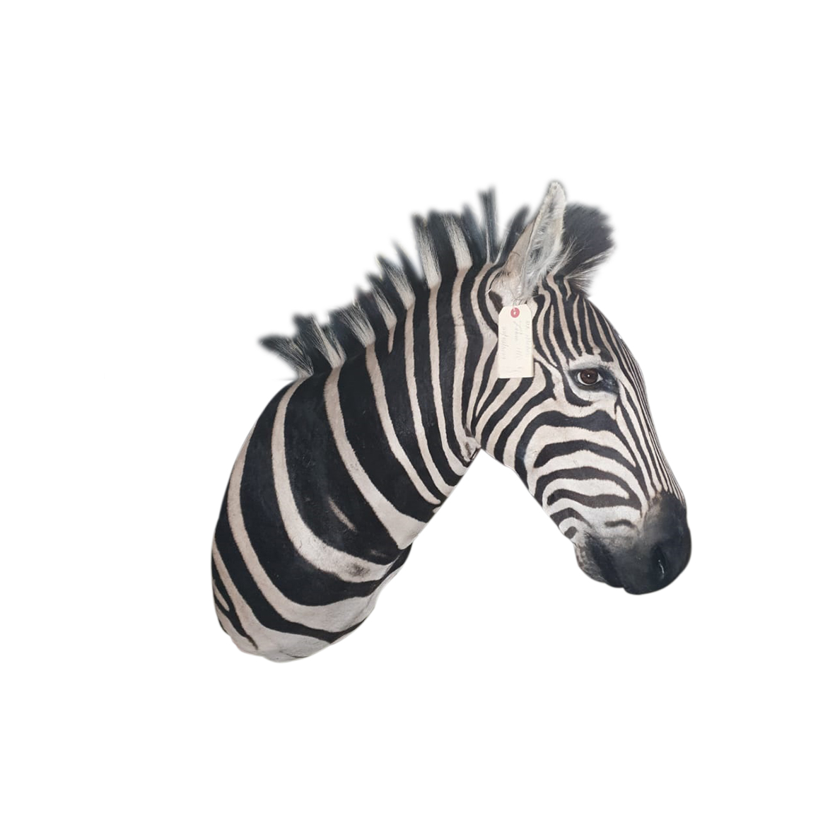 ZEBRA SHOULDER MOUNT HJ89