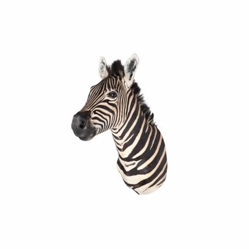 Zebra Shoulder Mount S1