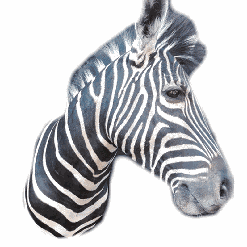 Zebra Shoulder Mount TDZ3