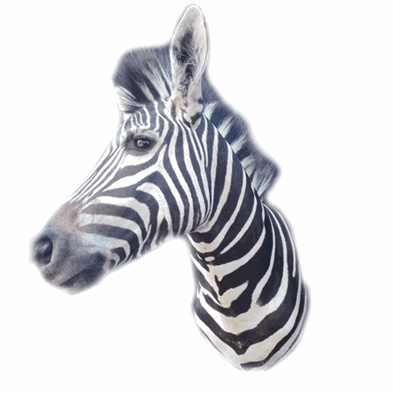 Zebra Shoulder Mount TDZ4 - Image 2
