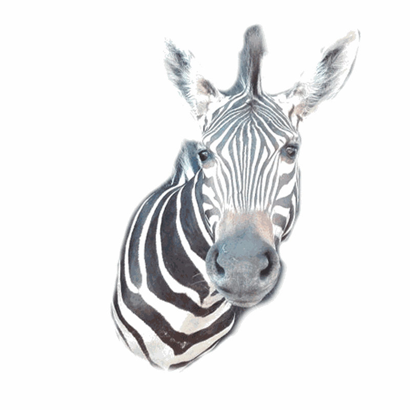 Zebra Shoulder Mount TDZ4 - Image 3