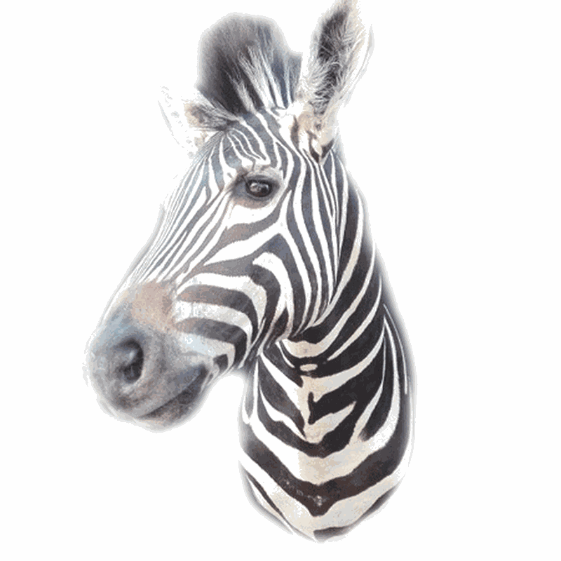 Zebra Shoulder Mount TDZ4