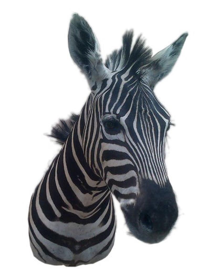 Zebra Shoulder Mount #Z001 - Image 2